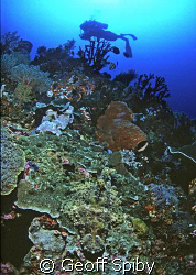 spot the green camouflaged crocodilefish on the reef by Geoff Spiby 